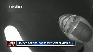 Polk Co. Deputies looking for stolen tropical fish