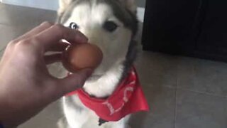 Husky prova que também consegue cumprir o desafio do Ovo