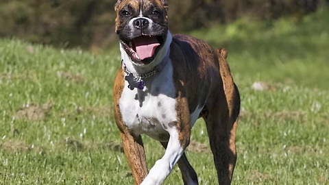 Boxer Dog Breed Info