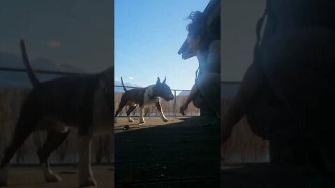 bullterrier training, this dog Loves training with his owner. cute dog