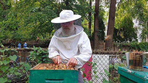 City Bee Keeping with Dennis Alan and Big Beard!