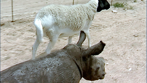 Cute baby rhino orphan and sheep companion