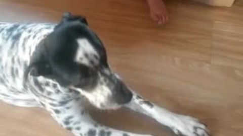Dog loves to sing during child's violin practice