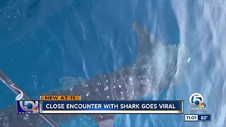 Whale shark spotted off the coast of Palm Beach