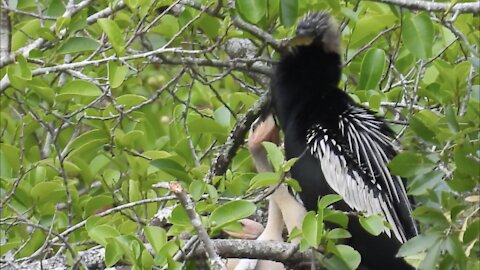 Anhinga Triplets Are Too Much For Dad