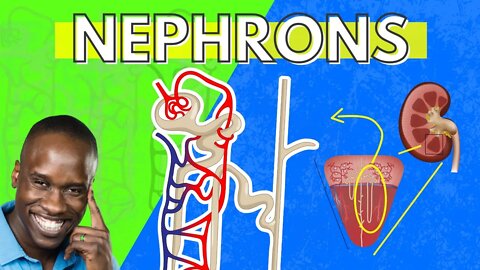 The Structure and Function of the Nephron - Made Easy - Kidney Function