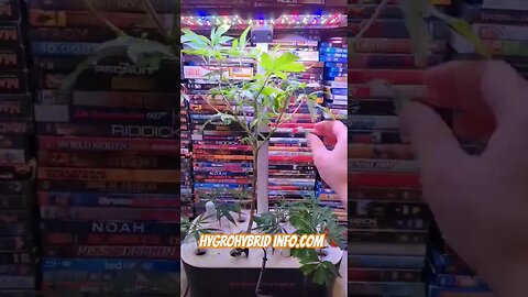 Pruning My Mother In The G12 Cloner By SpiderFarmer - Please Like & Subscribe