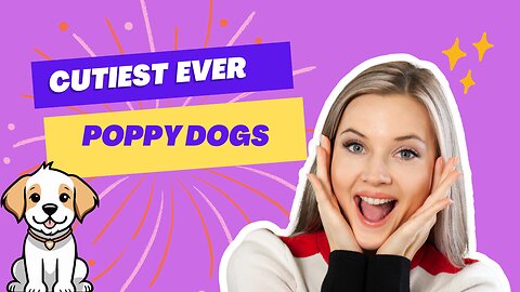 Cuttiest Poppy dog - Videos 2024 ): Best Funniest Animal Videos Of The week