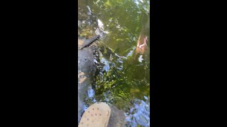 Ducks swimming in the pond with their adopted mama.