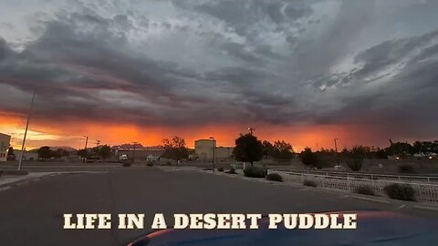 Desert Puddle Life