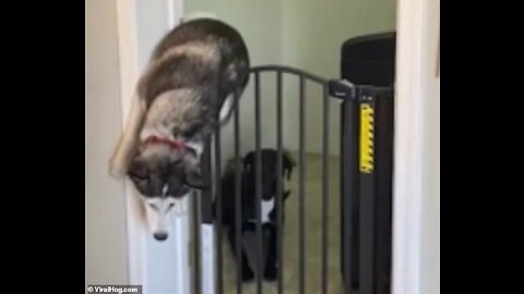 Dogged determination! Escape artist husky wriggles her way over the top of pet gate
