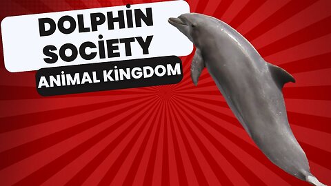 🐬Dolphin Society: Understanding the Complex Social Structures of these Marine Mammals