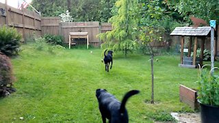 A look at our dogs yard