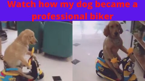 My cute dog rides the bike like an biker. Watch how he rides the bike!!
