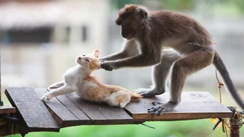 funny monkey animal videos