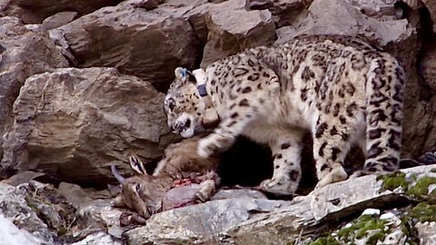Incredible Snow Leopard Hunting Technique | Snow Leopard: Beyond the Myth