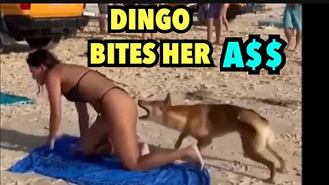 Dingo Bites Bikini Girl on the @$$ | Fireworks Gets Thrown Into Car