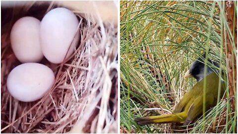 I just found out that there are small bird eggs in the nest