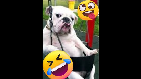 Best Funny Animal Videos 2022 😂 - Funniest Dogs And Cats Videos 😻