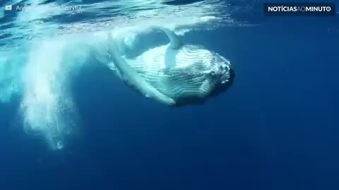 Filhote de baleia se diverte ao dançar para câmera!