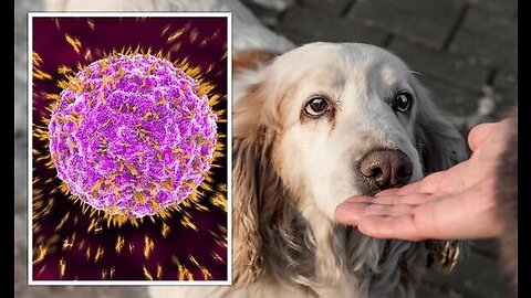 Incredible Power of a Dog's Scene of Smell Can Even Detect Cancer Cells
