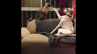 Dog & cat play inter-species game of patty cake