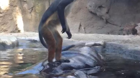 This Monkey Hitches A Ride On A Hippo!