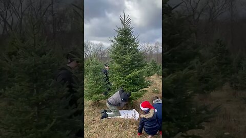 Chopping Down Christmas Tree Fail! #MegaFails #Shorts