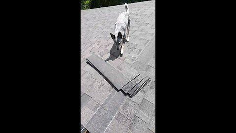 Roofing Dog Blue Heeler