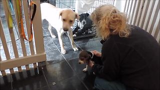 Beagle puppy teaches rescued dogs to trust humans