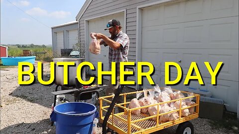 The Chicken's Are Ready For Butcher Day