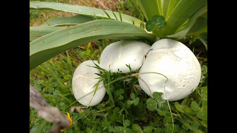 the beauty of mushrooms