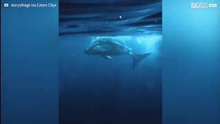 Un plongeur filme une baleine à bosse de tout près