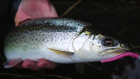 Addicted Steelhead Worms | The Ghost