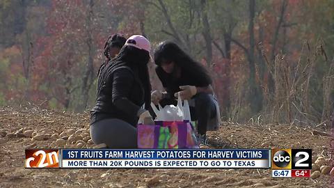 20,000 pounds of potatoes sent to victims still recovering from Hurricane Harvey