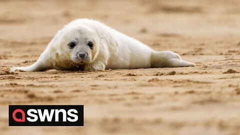 Nice to seal you all! Family of seals seen relaxing on beach in Norfolk
