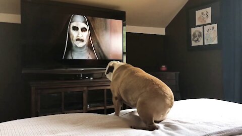 Bulldog’s Reaction To The Nonn Trailer