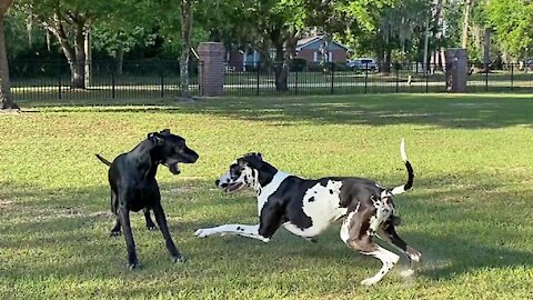 Funny Great Danes enjoy their morning wrestling romp