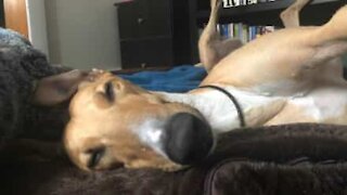 Greyhound loves sleeping on its back
