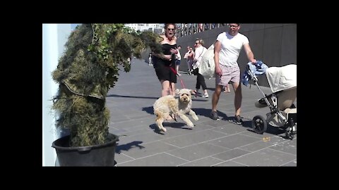 Dog scared prank, prank in public