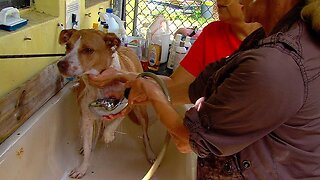 Dog groomers needed at Tri-County Animal Rescue in Palm Beach County