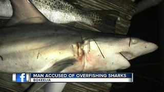 Man Accused of Over fishing Sharks