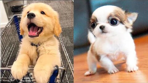 These CUTE PUPPIES WILL MAKE YOU LAUGH All Day,