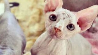 Sphynx kat med dårligt temperament bliver ond