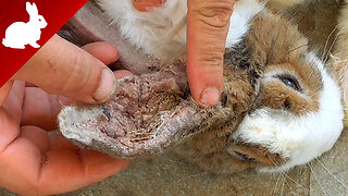 Rabbits - Ear mites - Treatment