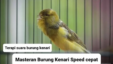 Masteran Terapi Burung Kenari Suara ngerol panjang