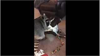 Best Friends Raccoon And Dog Enjoy Sweet Playtime