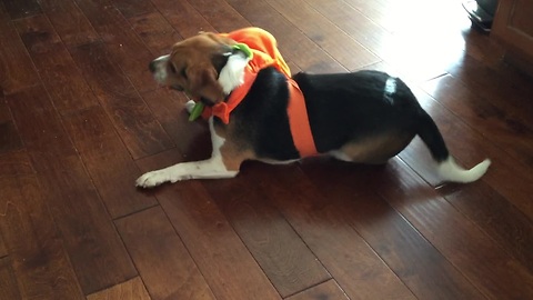 Beagle hates his pumpkin costume