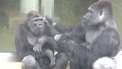 Reluctant Teen Gorilla Accepts Father's Grooming: