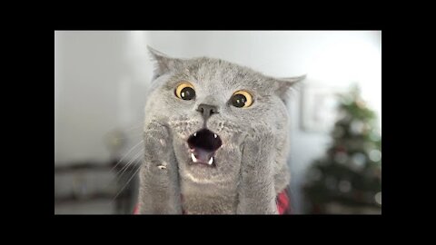 Cat Left Home Alone and what happened watch